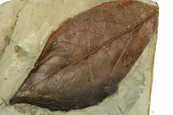 Detailed Fossil Leaf - Montana #269366